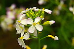 白色油菜花