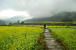 婺源油菜花