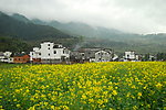 婺源油菜花