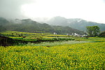 婺源油菜花
