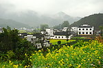 婺源油菜花