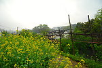 婺源油菜花