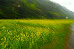 油菜花