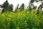 油菜花