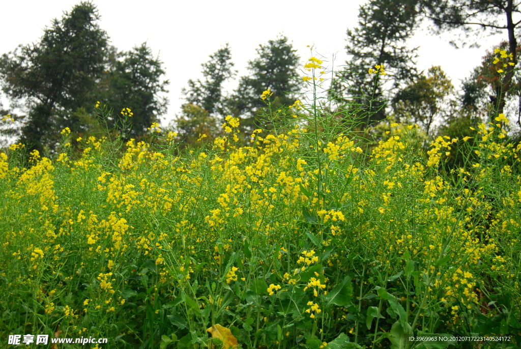 油菜花