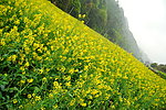 婺源油菜花