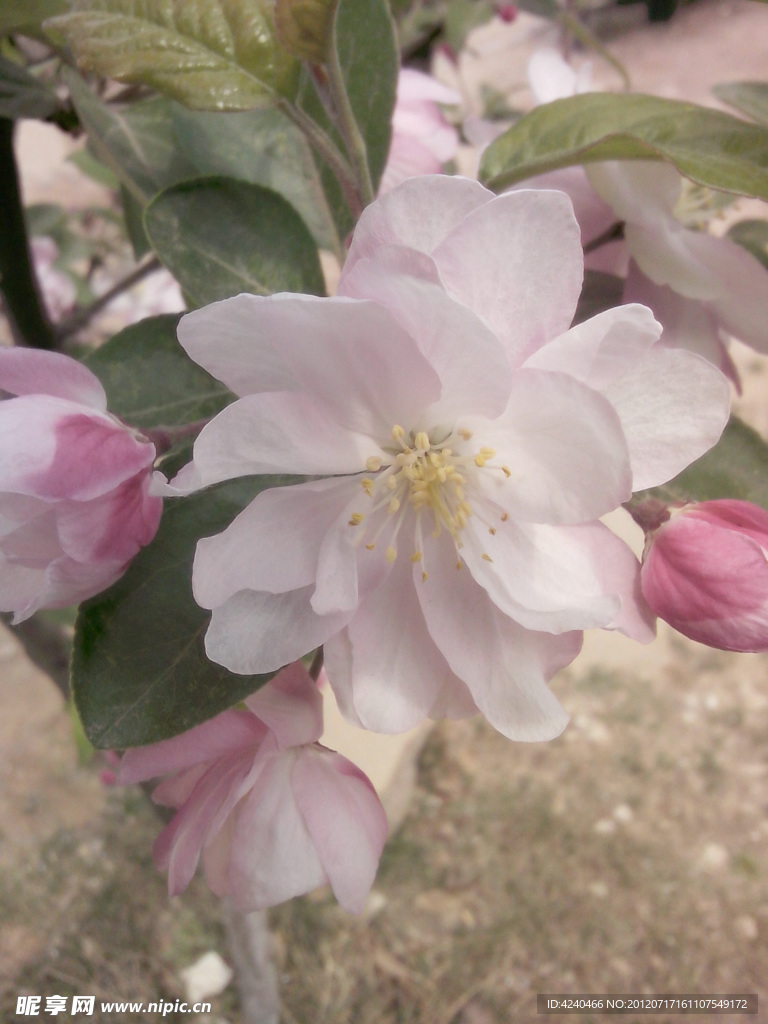 桃花