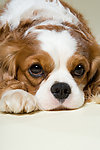 宠物犬