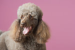 贵宾犬