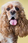 贵宾犬