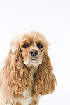 贵宾犬