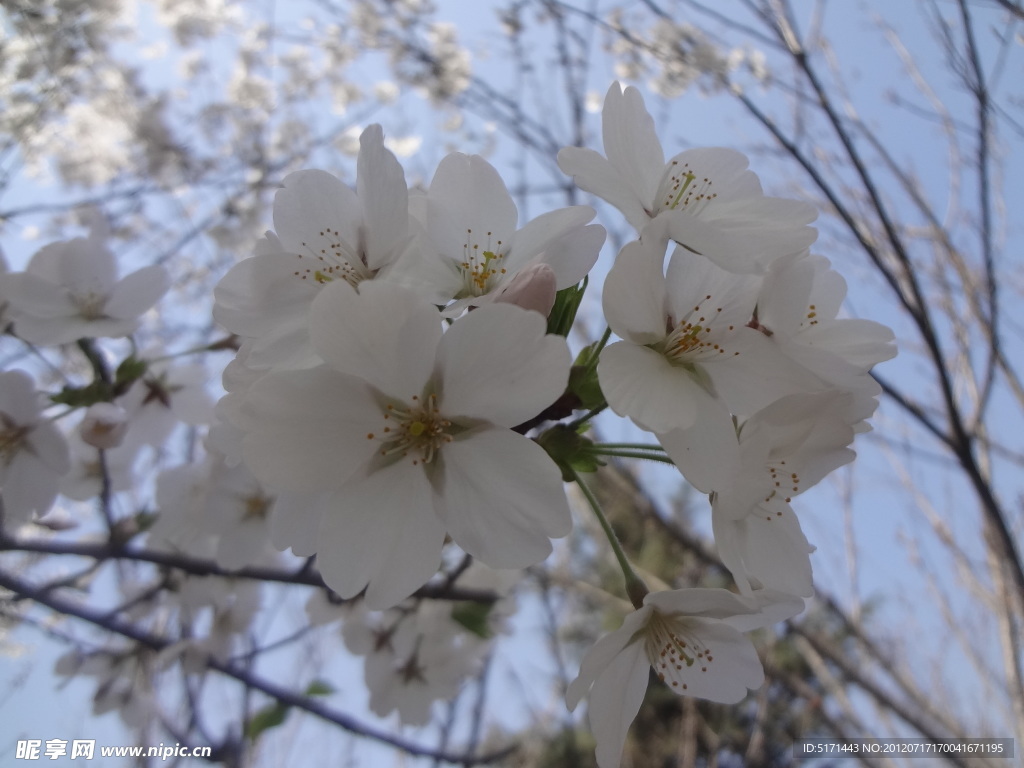 梨花