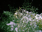 雪天竹子
