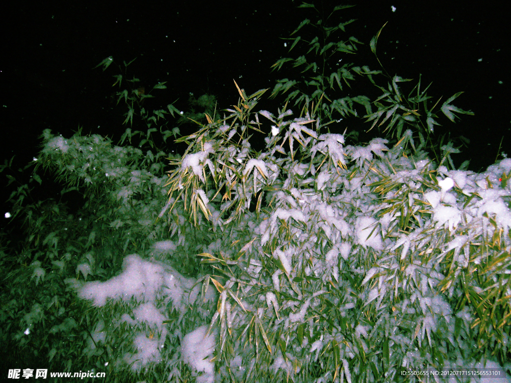 雪天竹子
