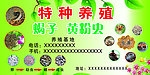 特种 养殖