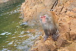 千岛湖小岛上野生的猴子