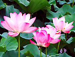 西湖荷花（非高清）