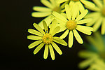 野菊花