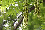 元宝枫