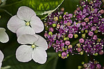 八仙花