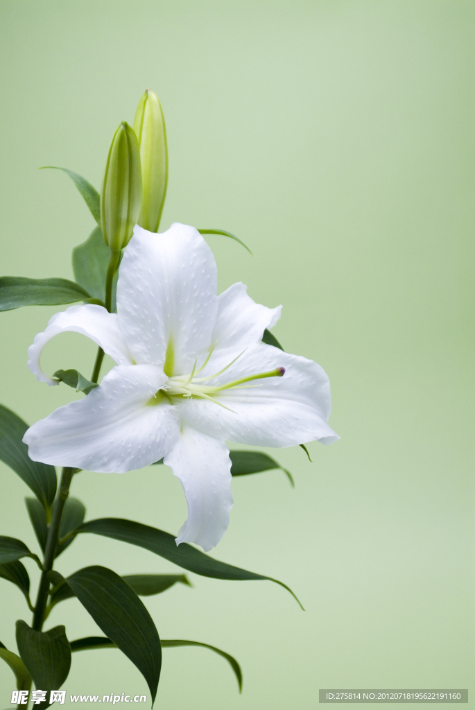 百合花