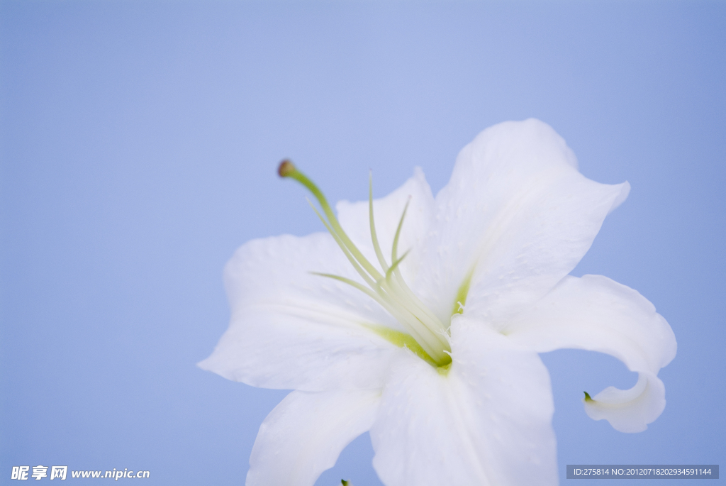 百合花
