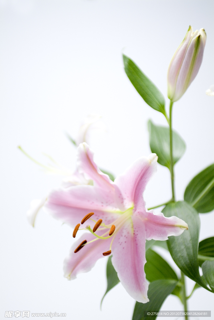 百合花