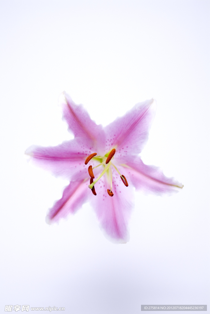 百合花