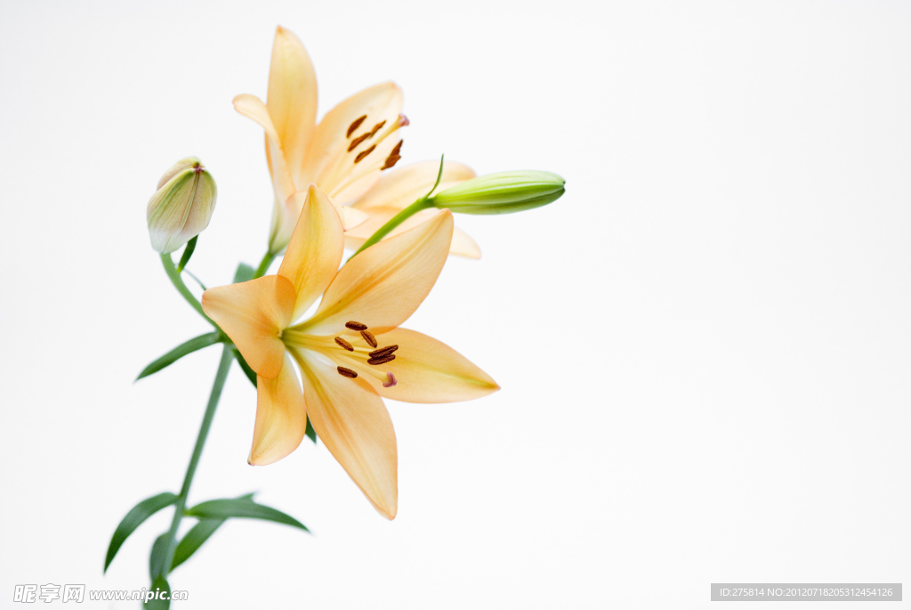 百合花