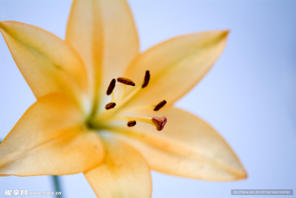 百合花