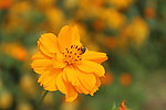 金鸡菊