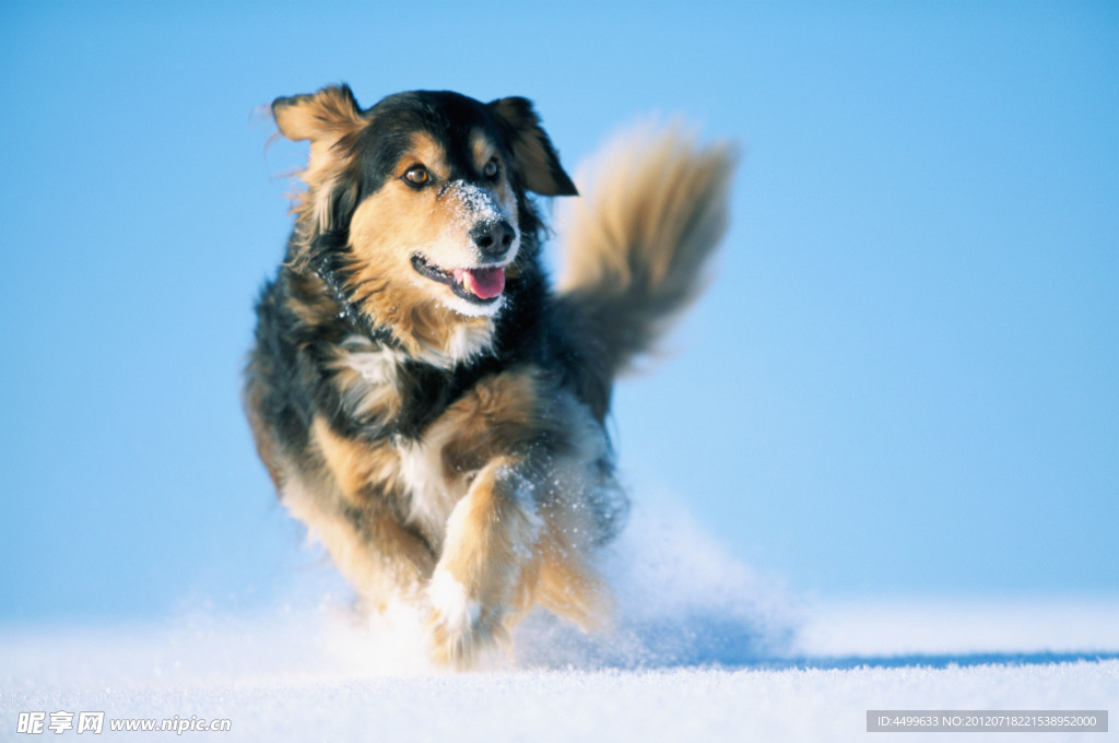 奔跑犬