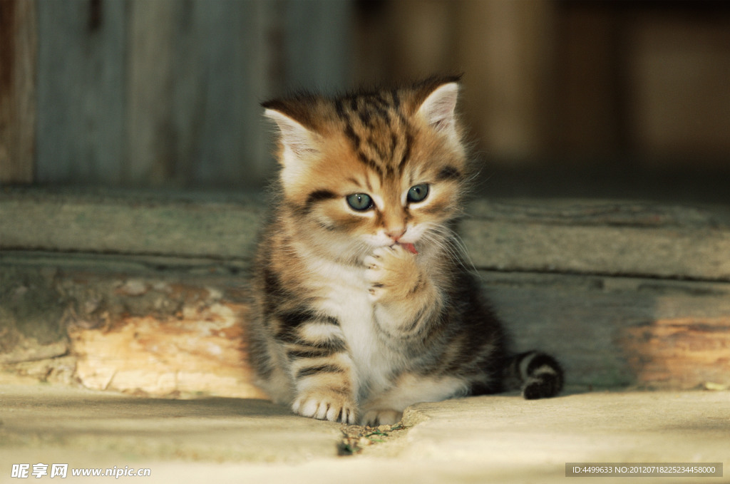 猫 宠物猫