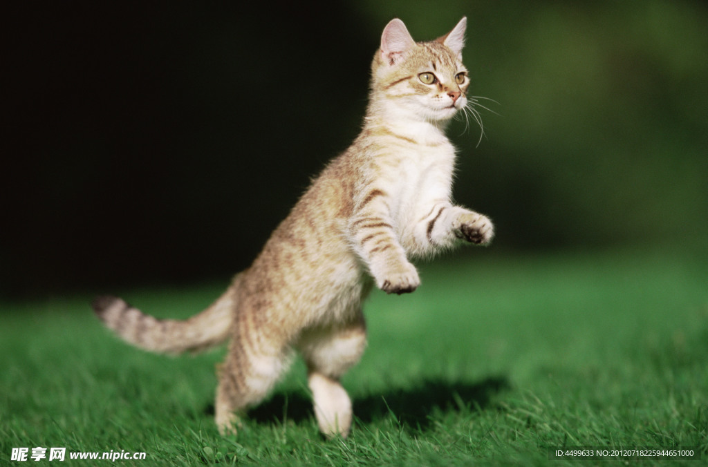 猫 宠物猫