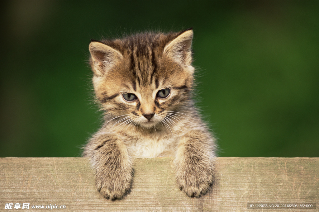 猫 宠物猫