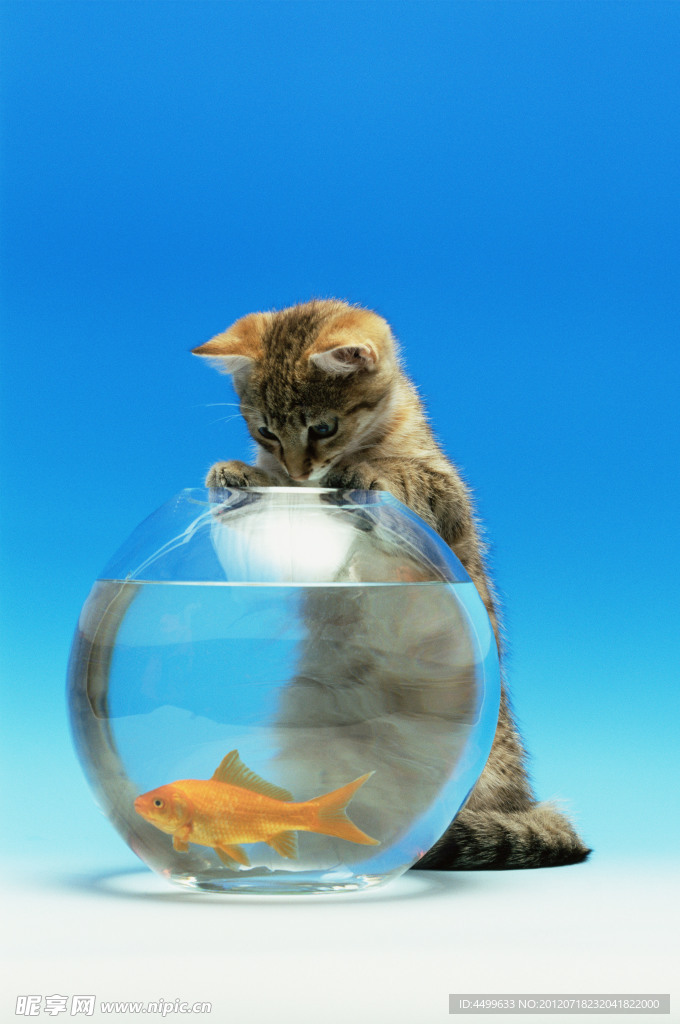 猫爱上鱼的唯美图片图片