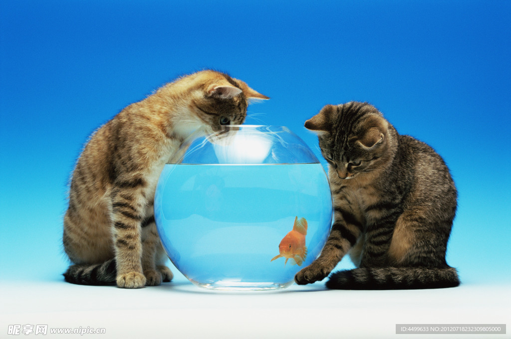 猫与鱼