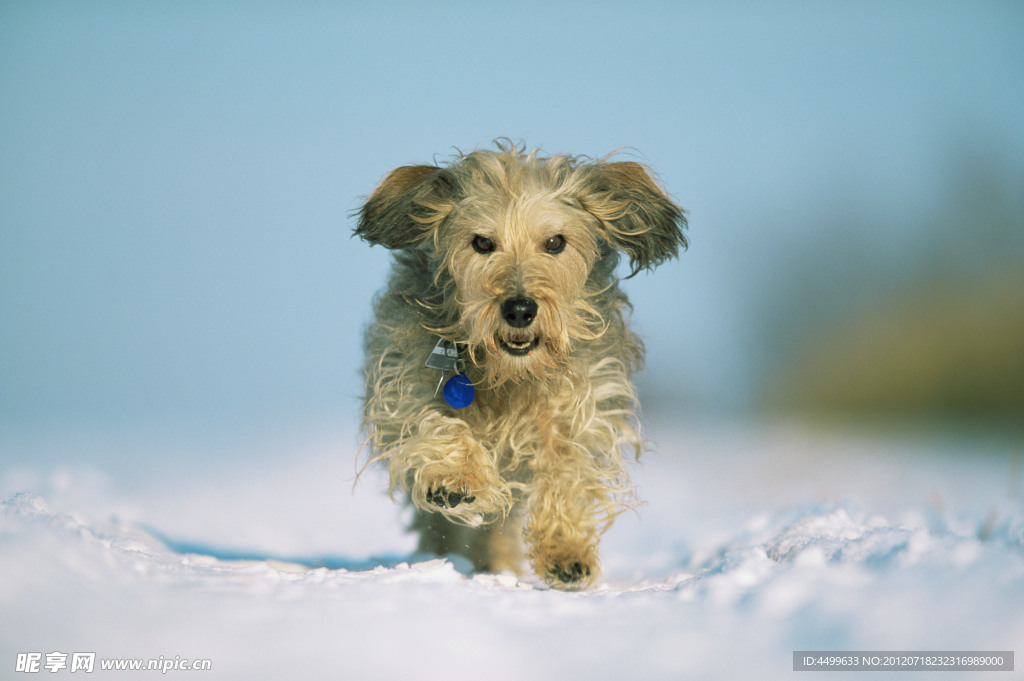 奔跑犬