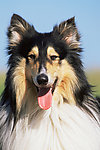 牧羊犬