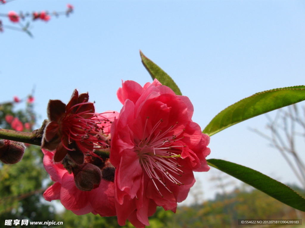 桃花