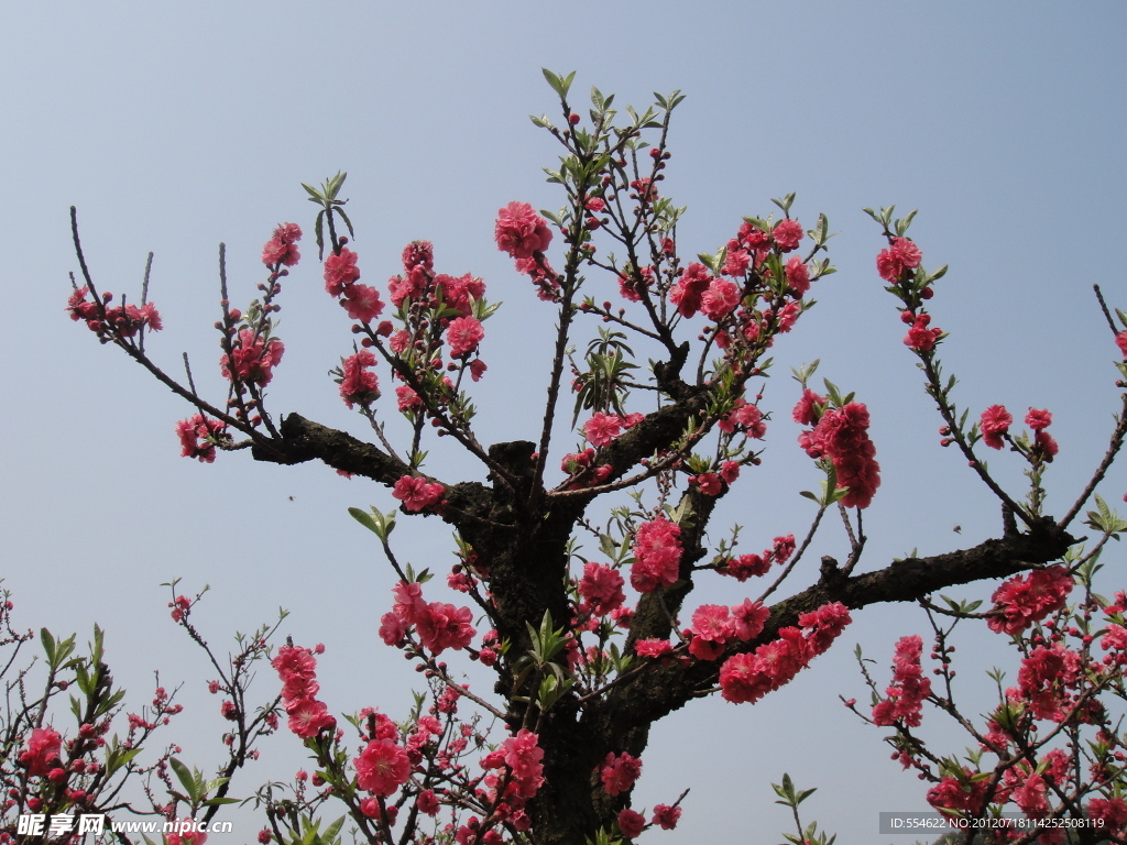 桃花