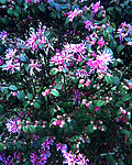 花卉