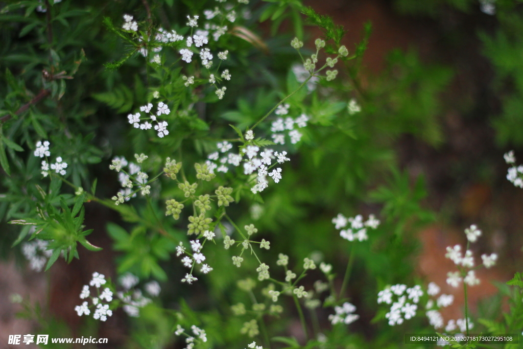 星星点点 白花