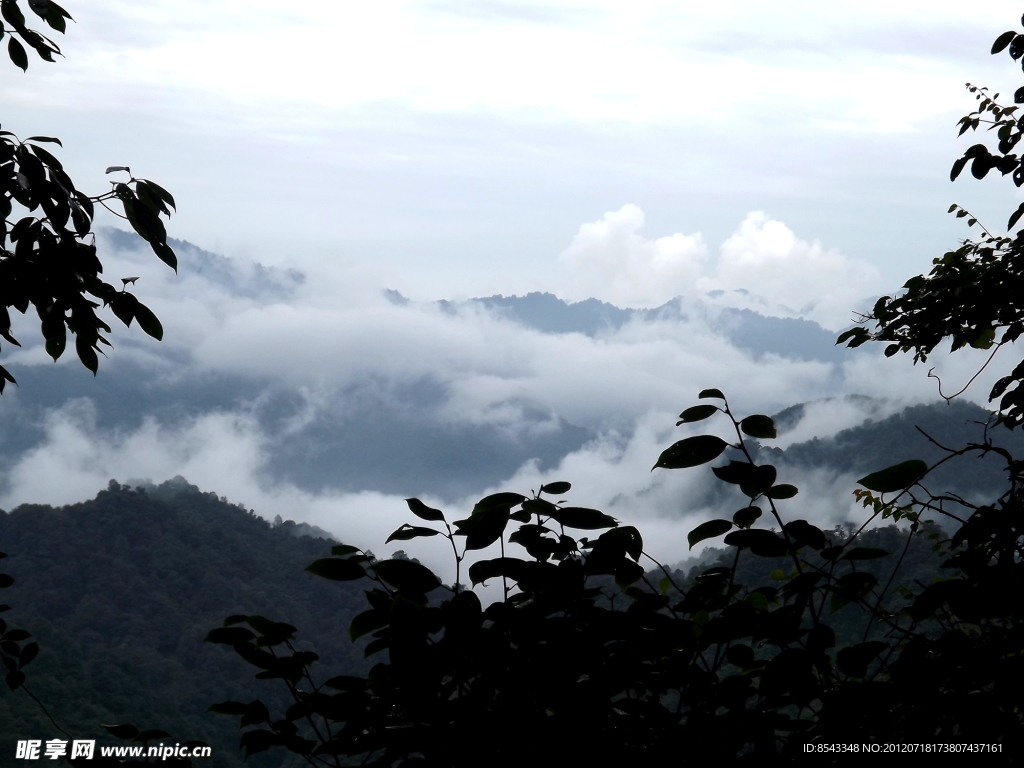 高山云雾