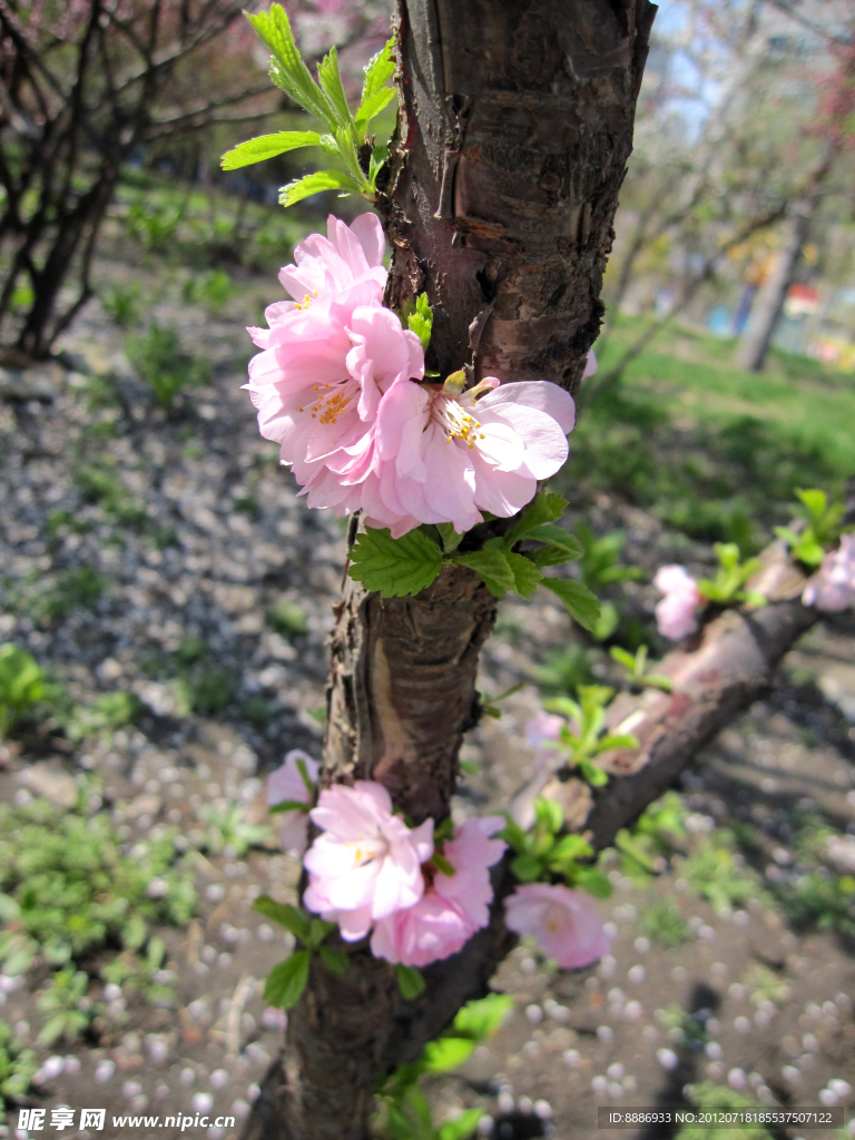 春光里的桃花