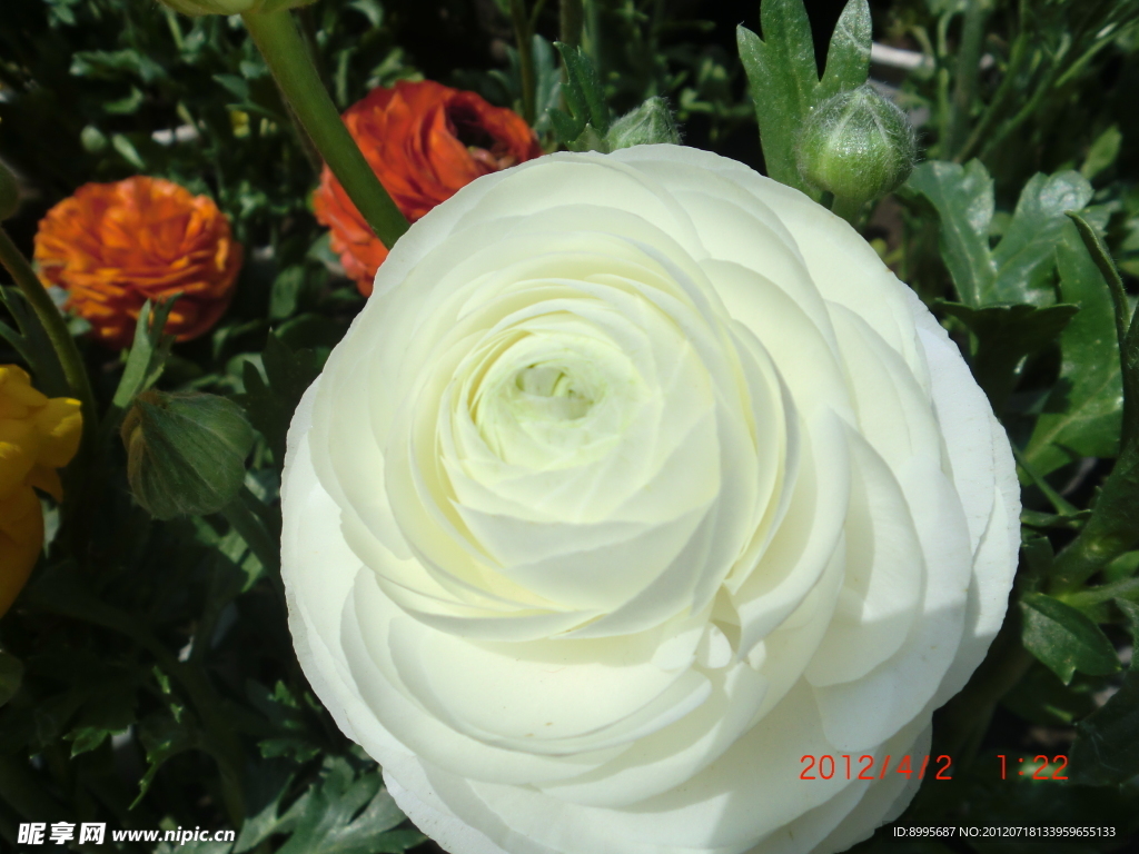 芹叶牡丹