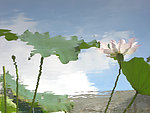 夏日荷塘