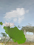 夏日荷塘