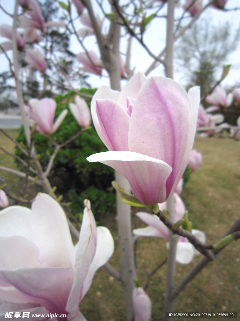 玉兰花