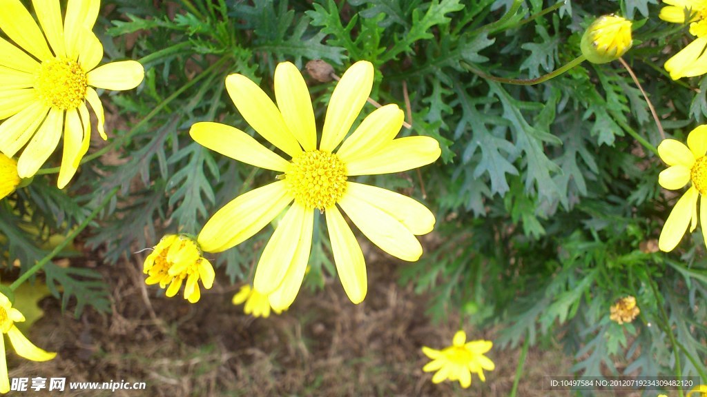 小黄花